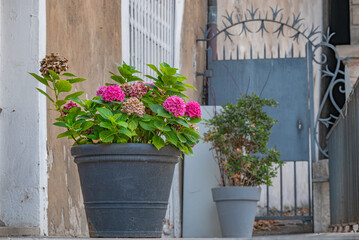 Fototapeta na wymiar outdoor basket with flowers in summer day