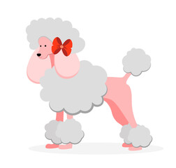 Pink poodle on a white background.