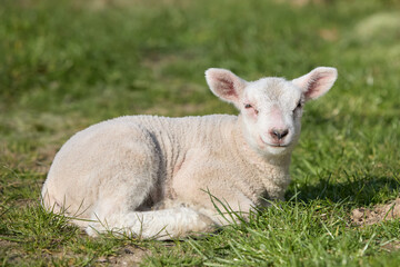 Naklejka na ściany i meble Young white lamb lays in the grass