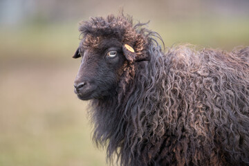 Close up portrait brown female ouessant sheep