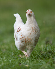 Young male Poland chicken free rangen in grass