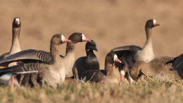Flock of Greater white-fronted goose (Anser albifrons) in springtime near pond