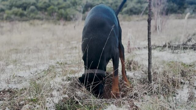 Doberman Pinscher Dog Digging Snow, Winter Cold Day  1