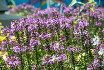 Obraz premium Lavender blossom flowers in sunny day