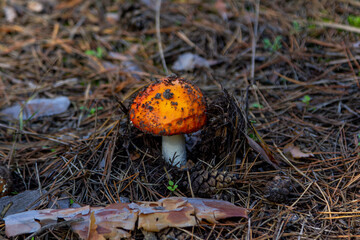 Fly agaric mushroom with red hat growing in a forest