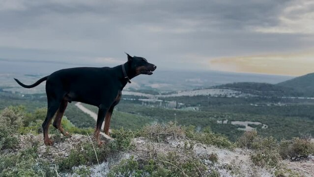 Doberman Pinscher, Dog Standing On Top Of The Hill Enjoying The View Windy Winter Day 