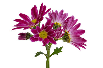 chrysanthemum isolated