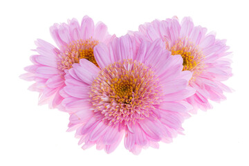 pink chrysanthemum isolated