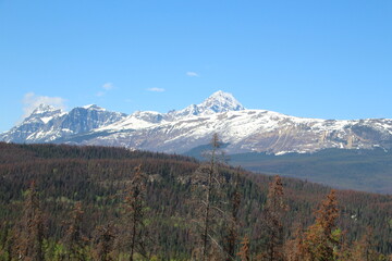 Fototapeta premium Spring On The Mountains, Jasper National Park, Alberta