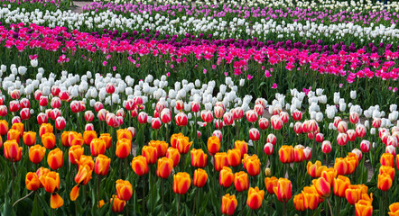 many tulips in the park in spring