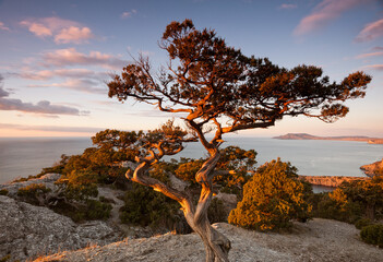 Crimea Ukraine, beautiful landscape tree and sunset over the black sea