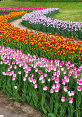 many tulips in the park in spring
