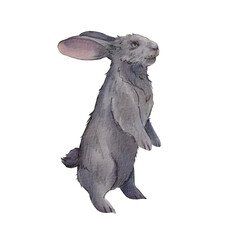 A grey rabbit stands isolated on a white background. Watercolor illustration of the Easter bunny. Cute pet on the farm. Realistic bunny. Suitable for postcards, textiles, design, packaging, books.
