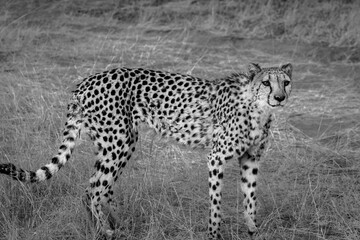Cheetah on a nature reserve in Namibia in black and white