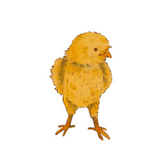 Cute round chicken isolated on a white background. Watercolor illustration of a yellow newborn chicken. Easter motif. Fluffy chick. Suitable for postcards, packages, textiles, menus, goods, eco.