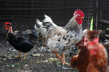 Rooster and chickens grazing in the chicken farm