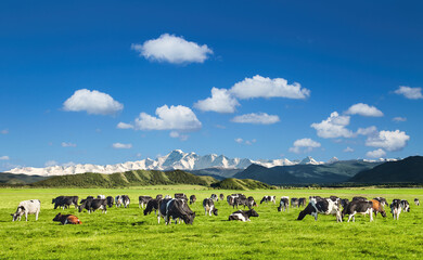Beautiful landscape with grazing cows - 568520960