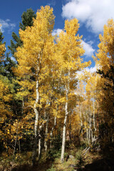 Gorgeous Aspen Trees during Fall Colors in September in Colorado near Estes Park, Lilly Lake 