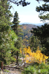 A sneak peak view of Aspen tree colors along the road in Colorado.