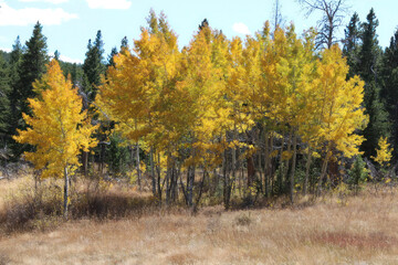Aspen tree colors during autumn, fall in a meadow of grass in Colorado