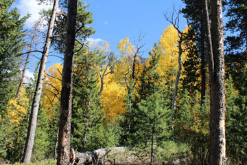 Green and golden yellow aspen tree Fall colors in Colorado near Estes Park.