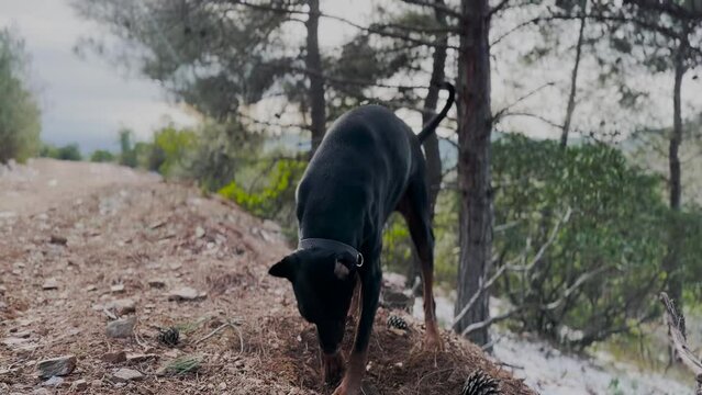 Doberman Pinscher Dog Digging Holes, Winter Windy Day 1  