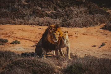 Lions in South Africa, Garden Route National Park
