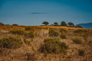 Cheetah in South Africa, Garden Route National Park