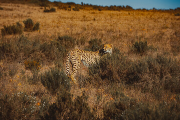 Cheetah in South Africa, Garden Route National Park