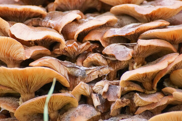 mushrooms