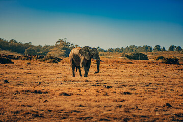 African Elephant walk in the sunset