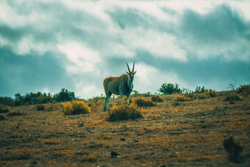 Antelope in Africa