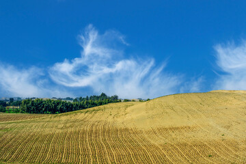 Field of gram and sky in the desert