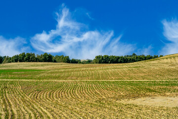 Rows of gram crop in the desert