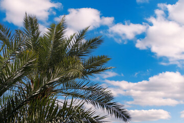 Fototapeta na wymiar Coconut palm tree under blue sky. Vintage background. Travel card. Tourism, vacation concept backdrop. Palms under sun with copy space, creative summer design, template. Border frame