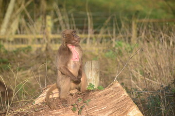 Gelada, female primate, U.K. Animal enjoying the sun.