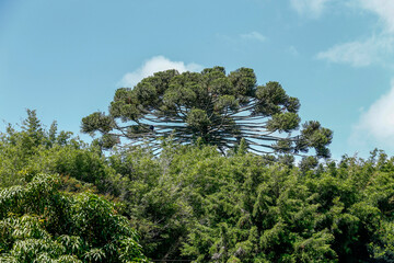 Brazilian pine forest. Brazil