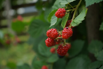 Ripe raspberries, blackberries fruits growing on a bush, summer garden, close up
