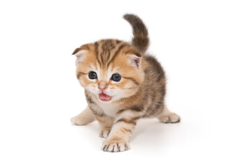 Small Scottish fold kitten