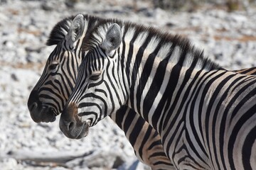 Zwei Zebras (Equus quagga) rasten am Wasserloch Kalkheuwel im Etoscha Nationalpark in Namibia. 