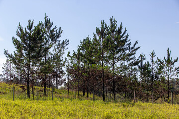 Natural landscape with pine trees, green grass and blue sky. Countryside of Brazil