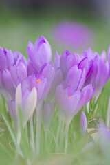 Pink filigree crocus flower blossoms in green grass for spring feelings welcome insects like honey bees in february spring time as macro with blurred background in garden landscape blooming violet