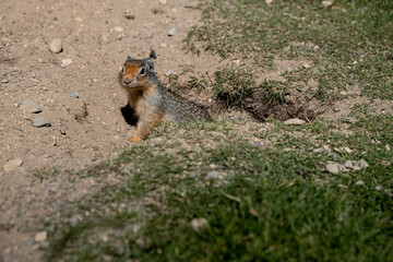 Ground Squirrel observing to get out its burrow