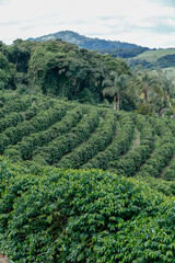 Rural landscape with coffee plantation in countryside of Minas Gerais state, Brazil