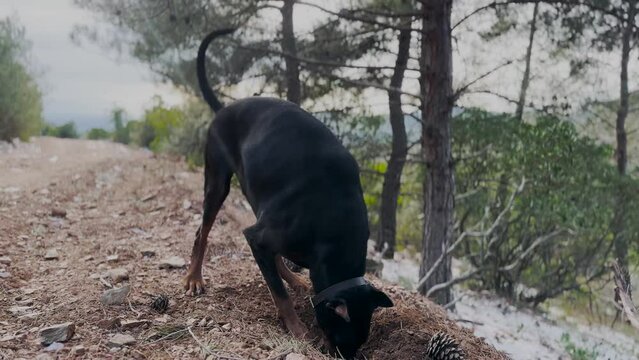 Doberman Pinscher Dog Digging Holes, In The Pine Wood Forest Winter Windy Day 2