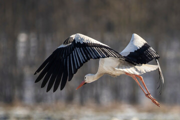 Stork flying over a meadow in Büttelbron in Hesse, Germany at a cloudy day in winter.