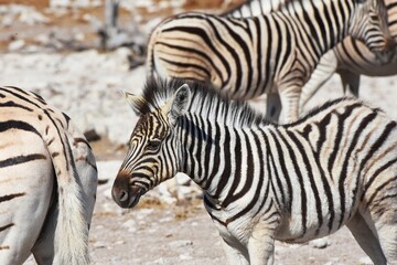 Fototapeta na wymiar Zebrafohlen (Equus quagga) am Wasserloch Kalkheuwel im Etoscha Nationalpark