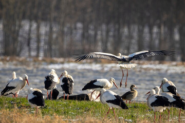 Obraz na płótnie Canvas A big group of storks on a meadow next to a road at a cold day in winter next to Büttelborn in Hesse, Germany.