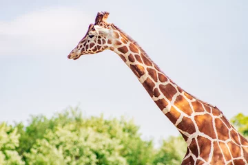 Fotobehang giraffe in the zoo © Nathaniel