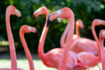 flamingo in the zoo